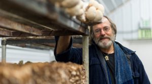 mushrooms-for-pest-control-1024x570